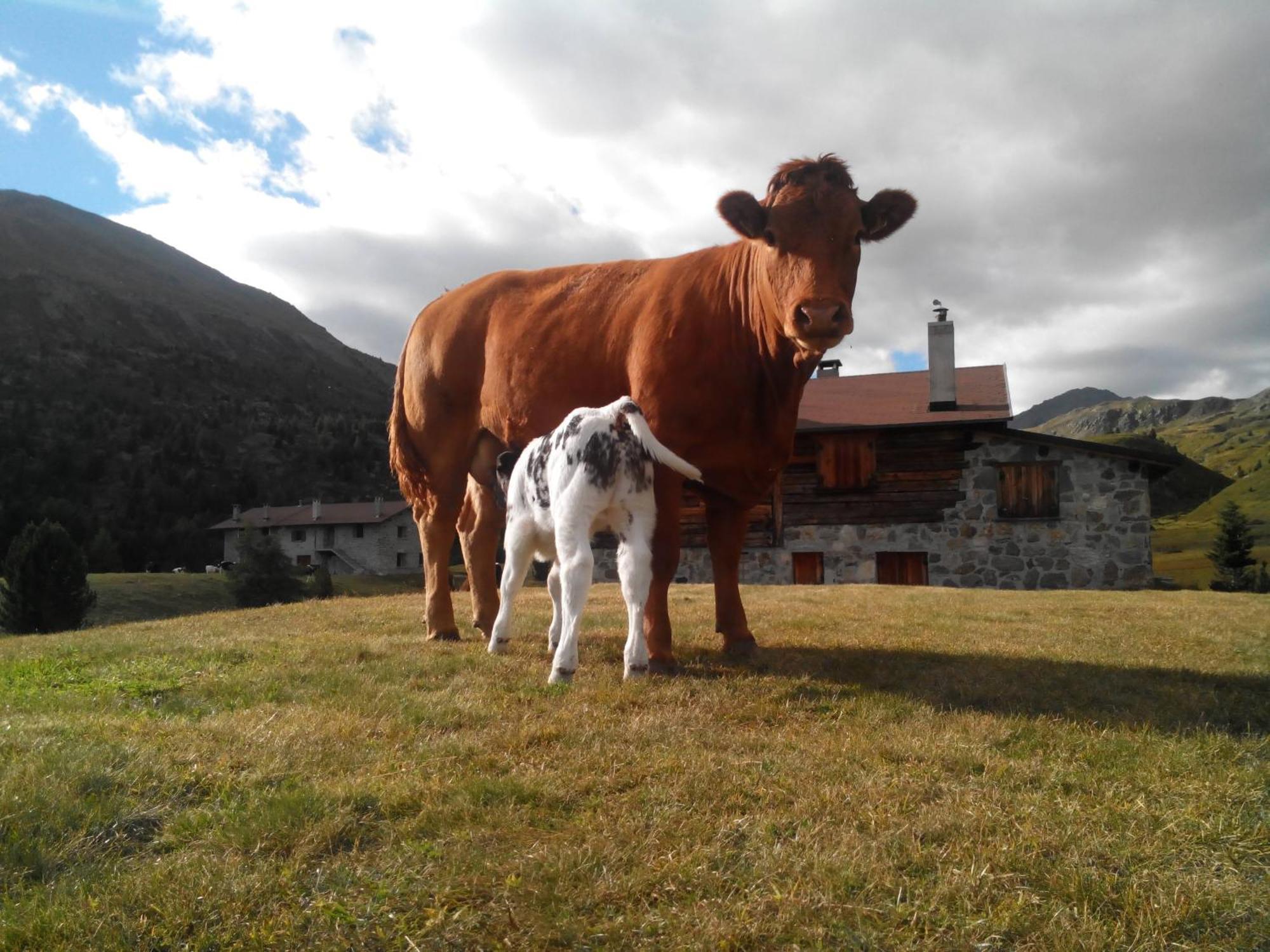Agriturismo Raethia Isolaccia Luaran gambar
