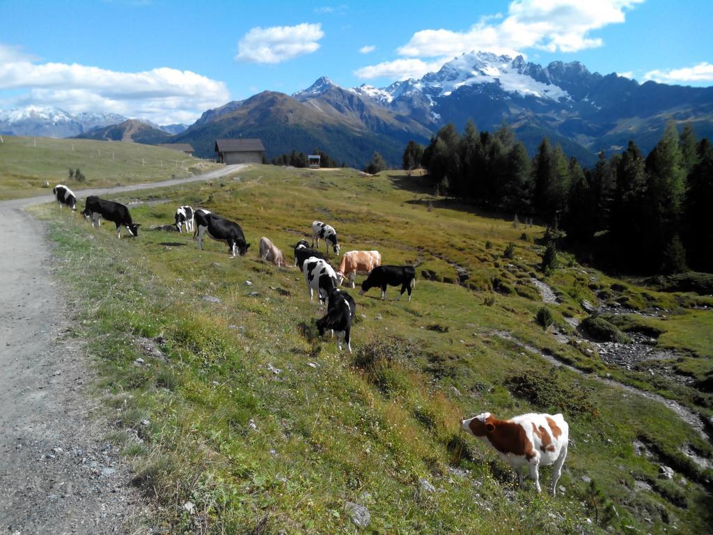Agriturismo Raethia Isolaccia Luaran gambar