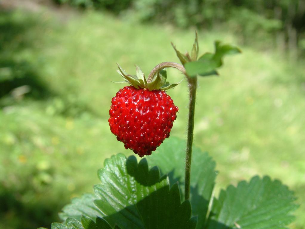 Agriturismo Raethia Isolaccia Luaran gambar